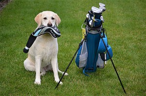 Hund mit Golftasche