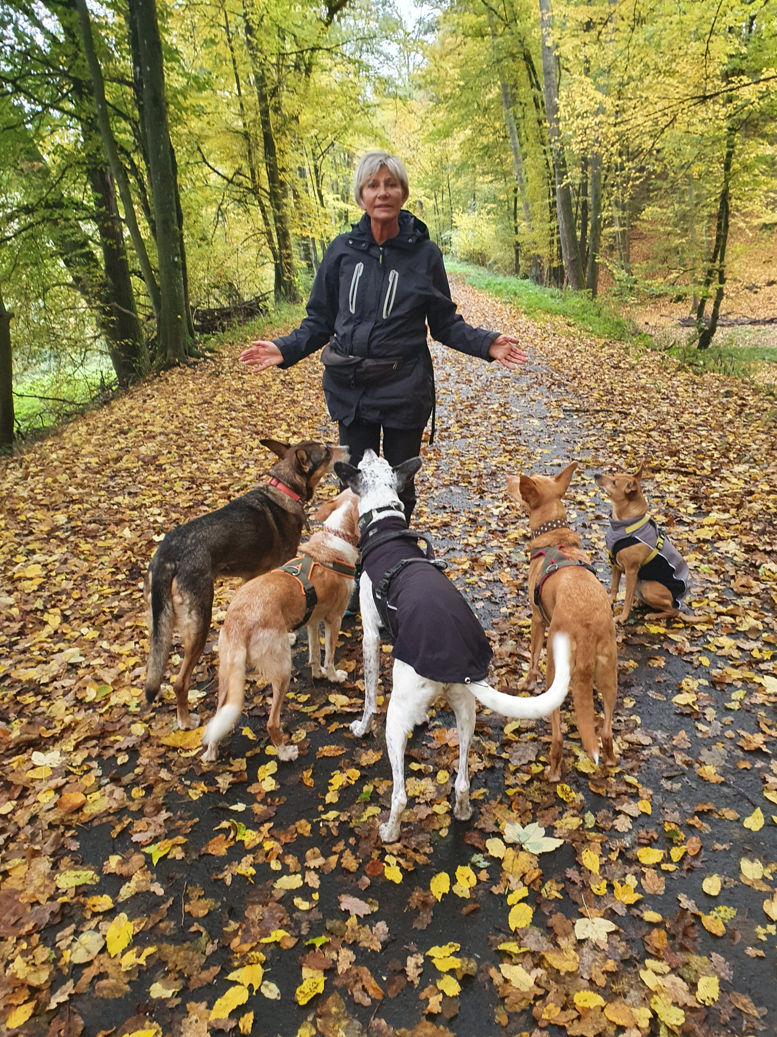 Mensch ein Hund Ihre Hundeschule/ Hundetrainer im Siebengebirge und